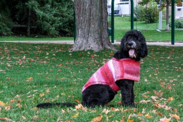 Turn sock math into a perfectly fitted dog coat - KNITmuch