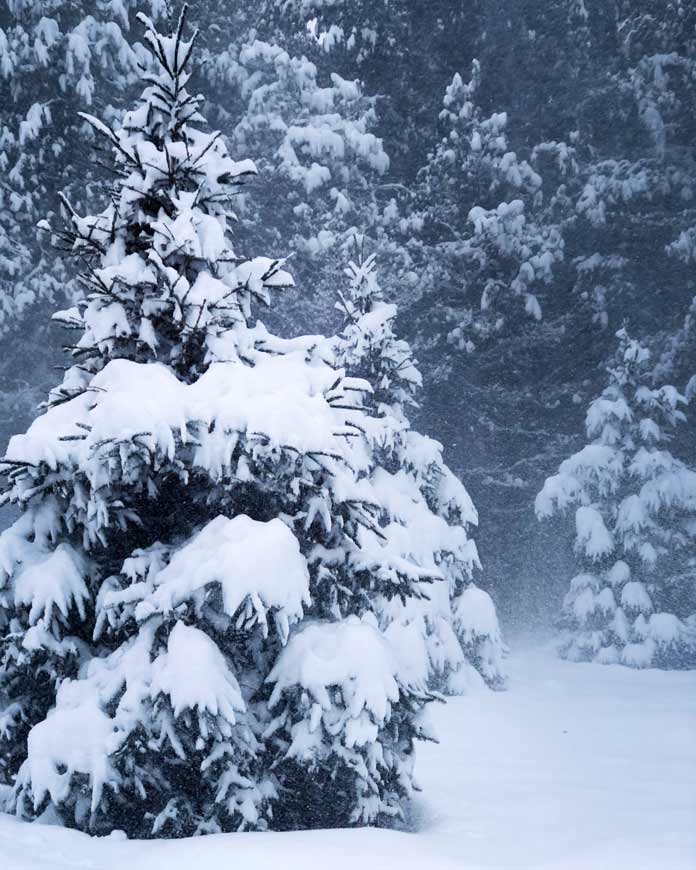 A pine tree in the foreground is covered in deep snow while a curtain of snow falls all around.