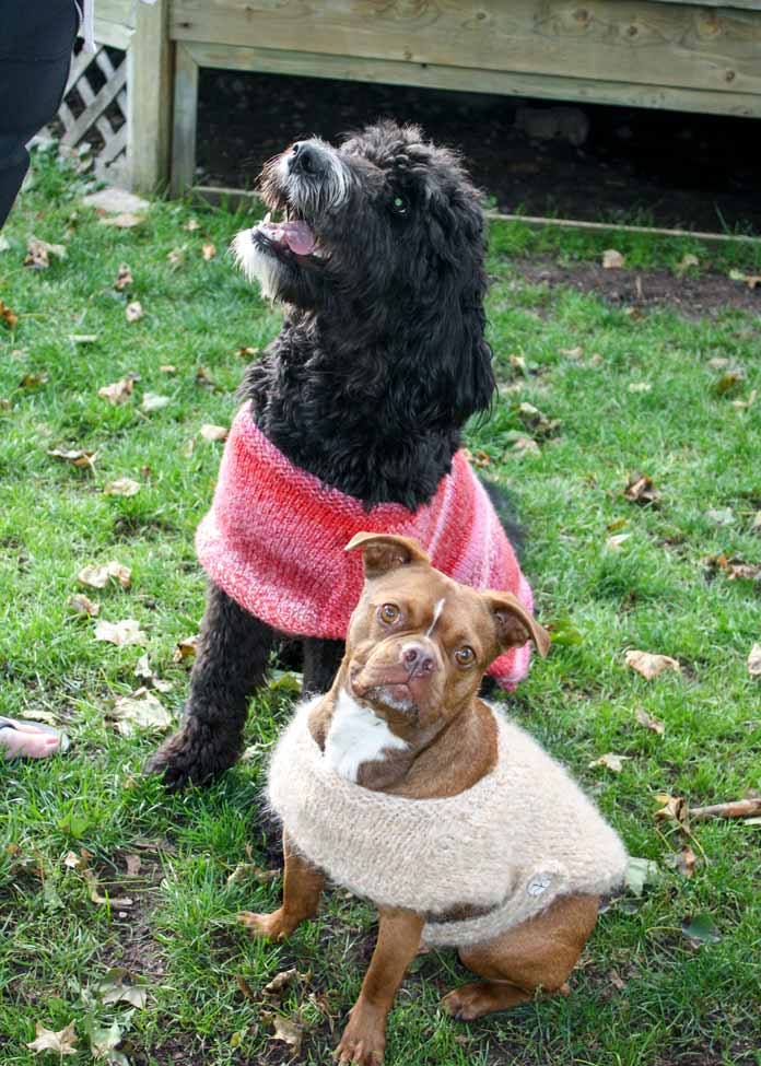 The Sock It To Me Dog Coat pattern by Cynthia MacDougall is a made-to-measure pattern; photo courtesy of Cynthia MacDougall for ANPTmag