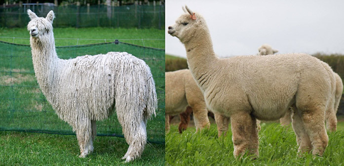 The Suri (Photo of Hadstock NZ Cracka taken by Ann Weir) and The Huacaya ( Photo of Nevalea Helen taken by Amanda Bethune) Moonacre Alpacas NZ